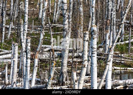 paysage avec des troncs de bouleau blanc, forêt inondée, bosquet humide, arbres morts, printemps Banque D'Images