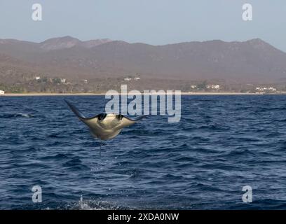 Munk's Devil Rays aka Mobula Rays (Mobula munkiana) en sautant hors de l'eau en basse Californie sur, au Mexique Banque D'Images