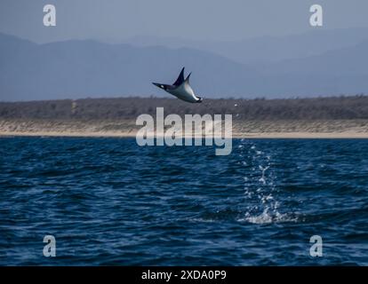 Munk's Devil Rays aka Mobula Rays (Mobula munkiana) en sautant hors de l'eau en basse Californie sur, au Mexique Banque D'Images