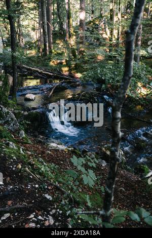 Un ruisseau forestier tranquille qui coule à travers une forêt luxuriante et ensoleillée avec des rochers couverts de mousse et des arbres en arrière-plan. Banque D'Images