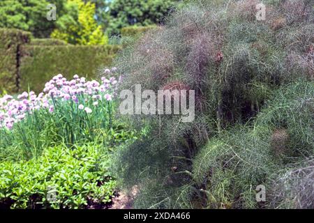 Bronze fenouil Foeniculum vulgare purpurascens a un feuillage fin et sinueux et fait une déclaration audacieuse dans le jardin pérenne ou comestible. Banque D'Images