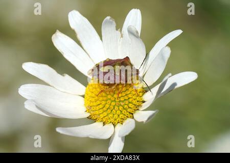 Gros plan sur un insecte du bouclier nommé Carpocoris purpureipennis, famille des Pentatomidae sur une fleur de marguerite à oeil de boeuf, Leucanthemum vulgare. Été, juin, FR Banque D'Images