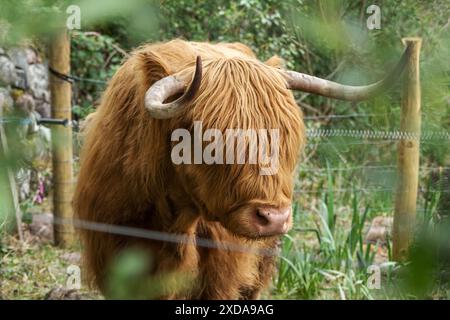 Une adorable vache montagneuse en Écosse Banque D'Images