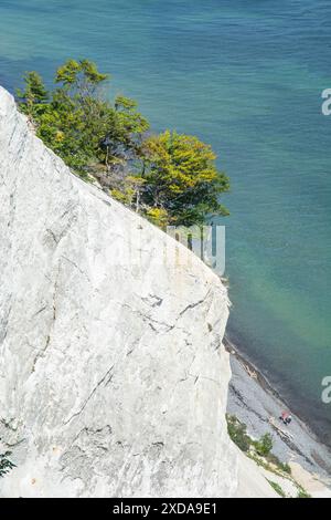 Falaise de craie Moens Klint, mer Baltique, île de Moen, Danemark, Scandinavie Banque D'Images