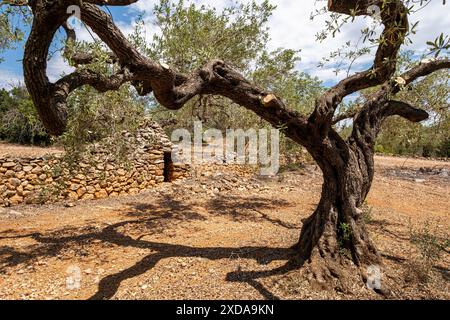 Un vieil olivier avec des branches tordues à côté d'un mur de pierre dans un paysage aride, olivier à Tarragone en Catalogne Espagne Banque D'Images