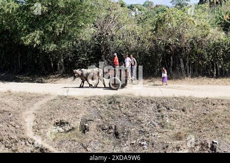 Charrette à bœufs près de Holguin, Cuba, Cuba, Amérique centrale, Une charrette est tirée par un cheval sur une route poussiéreuse au milieu d'une végétation dense Banque D'Images