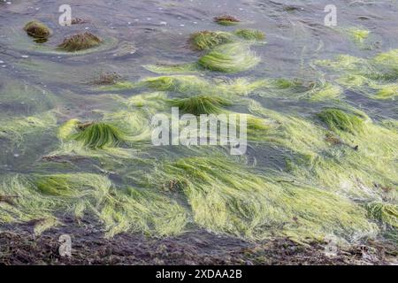 Algues filamenteuses rocheuses (Cladophora rupestris sur les roches de la mer Baltique, Mecklembourg-Poméranie occidentale, Allemagne Banque D'Images