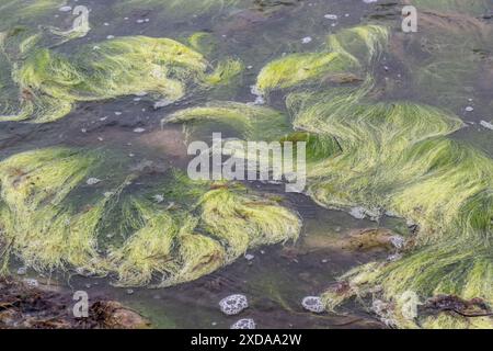 Algues filamenteuses rocheuses (Cladophora rupestris sur les roches de la mer Baltique, Mecklembourg-Poméranie occidentale, Allemagne Banque D'Images