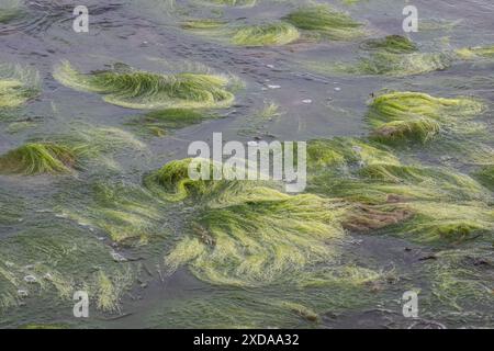 Algues filamenteuses rocheuses (Cladophora rupestris sur les roches de la mer Baltique, Mecklembourg-Poméranie occidentale, Allemagne Banque D'Images