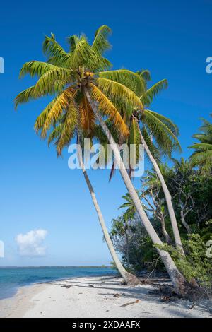 Trio de cocotiers (Cocos nucifera) sur une plage solitaire, Tikehau, atoll, archipel des Tuamotu, Tuherahera, Rangiroa, Polynésie française Banque D'Images