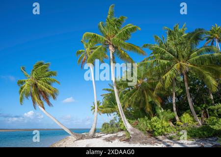 Trio de cocotiers (Cocos nucifera) sur une plage solitaire, Tikehau, atoll, archipel des Tuamotu, Tuherahera, Rangiroa, Polynésie française Banque D'Images