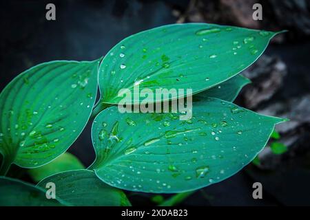 Gros plan de feuilles vertes fraîches (Hosta) recouvertes de gouttelettes d'eau sur un fond sombre Banque D'Images