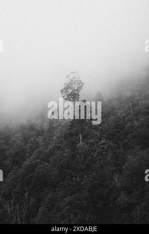 Un arbre solitaire se dresse dans une forêt brumeuse sur une montagne, photographie en noir et blanc, Coromandel Pinnacles, Nouvelle-Zélande Banque D'Images