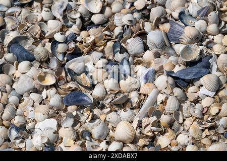 Coquillages, plage, Hallig Hooge, Frise du Nord, Schleswig-Holstein, Allemagne Banque D'Images