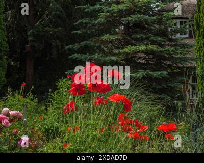 Coquelicots rouges fleurissant dans un jardin verdoyant devant une maison avec des fenêtres, entouré de grands arbres un jour d'été, luebeck, schleswig-holstein Banque D'Images