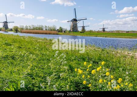 Large prairie verte pleine de fleurs jaunes à côté d'une rivière, avec des moulins à vent en arrière-plan, kinderdijk, pays-bas Banque D'Images