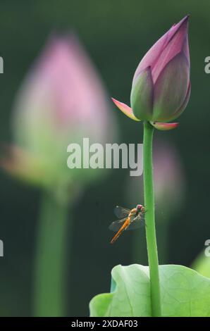 Hengyang, province chinoise du Hunan. 21 juin 2024. Une libellule reste sur un lotus dans un étang du village de Shuilian dans la ville de Hengyang, province du Hunan, au centre de la Chine, le 21 juin 2024. Crédit : Cao Zhengping/Xinhua/Alamy Live News Banque D'Images