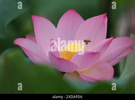 Hengyang, province chinoise du Hunan. 21 juin 2024. Une abeille s'approche d'une fleur de lotus dans le village Shuilian de la ville de Hengyang, province du Hunan, au centre de la Chine, le 21 juin 2024. Crédit : Cao Zhengping/Xinhua/Alamy Live News Banque D'Images