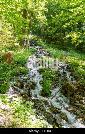 Une petite cascade dans la forêt avec de l'eau claire qui coule sur des zones pierreuses, entourée d'une végétation dense, gosau, autriche Banque D'Images