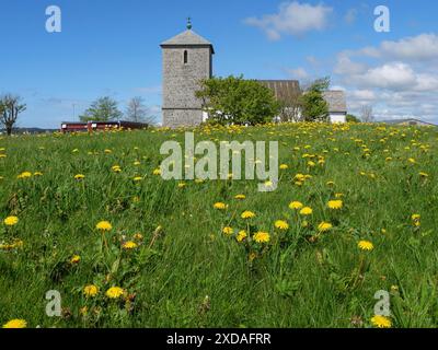 Une église se dresse au milieu d'une prairie fleurie pleine de pissenlits sous un ciel bleu avec de légers nuages, haugesund, norvège Banque D'Images