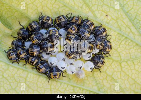 Couvées d'œufs avec larves de l'insecte des arbres, garde forestier (Arma custos) sur une feuille, Hesse, Allemagne Banque D'Images