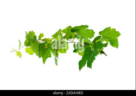 isolats de feuilles de vigne sur fond blanc Banque D'Images