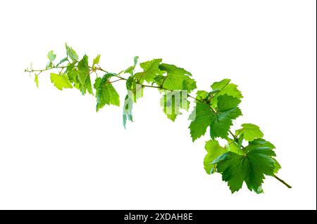 isolats de feuilles de vigne sur fond blanc Banque D'Images