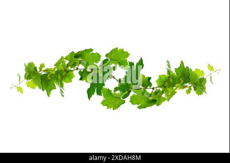 isolats de feuilles de vigne sur fond blanc Banque D'Images