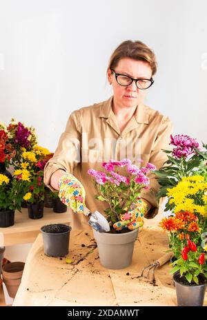 Femme de 50 ans transplantant des fleurs de chrysanthème d'automne dans des pots, décorant la terrasse ou le balcon de la maison avec des fleurs Banque D'Images