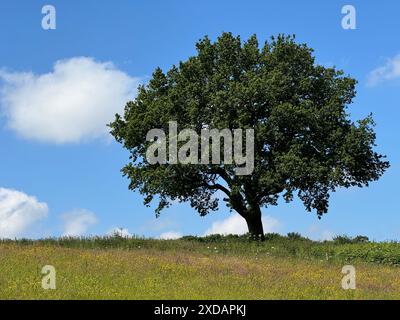 Un seul arbre sur la ligne d'horizon sous un ciel bleu, avec une prairie de fleurs au premier plan. Banque D'Images