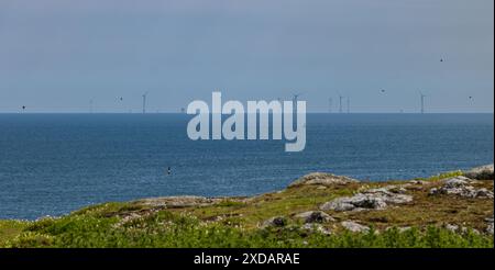 Macareux volant avec le parc éolien offshore de Neart Na Gaoithe en mer du Nord vu de la réserve naturelle de l'île de May, en Écosse Banque D'Images