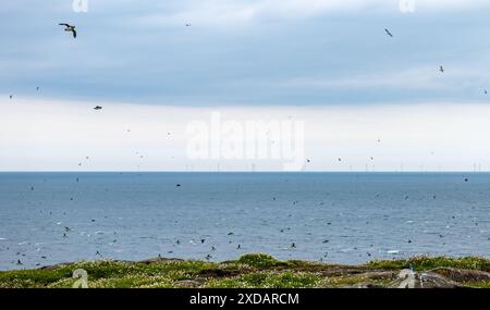 Macareux volant avec le parc éolien offshore de Neart Na Gaoithe en mer du Nord vu de la réserve naturelle de l'île de May, en Écosse Banque D'Images