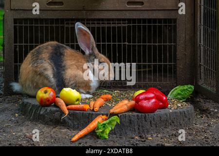 Géant continental / géant allemand / géant flamand, très grande race de lapin domestique mangeant des carottes, des légumes et des pommes devant la cage du lapin Banque D'Images