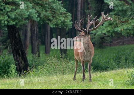 Cerf rouge (Cervus elaphus) à la lisière de la forêt avec des bois couverts de velours à la fin du printemps Banque D'Images