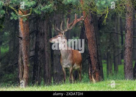 Cerf rouge (Cervus elaphus) à la lisière de la forêt avec des bois couverts de velours à la fin du printemps Banque D'Images