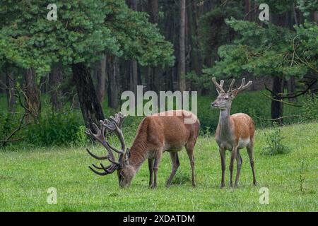 Cerf rouge (Cervus elaphus) cerf et jeune mâle à la lisière de la forêt avec des bois couverts de velours à la fin du printemps Banque D'Images