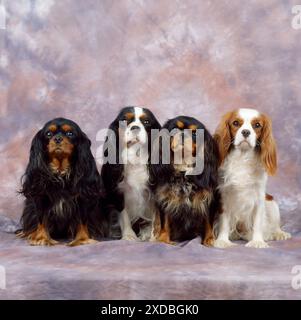 Cavalier King Charles Spaniel Chien Banque D'Images