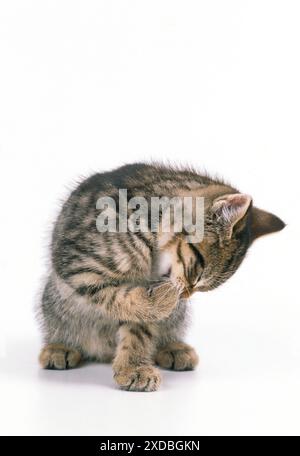 CHAT - chaton tabby, se nettoyant lui-même Banque D'Images