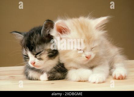 CHAT - deux chatons endormis Banque D'Images
