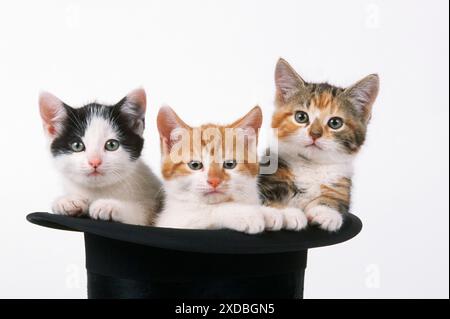 CHAT - trois chatons en chapeau haut de gamme Banque D'Images