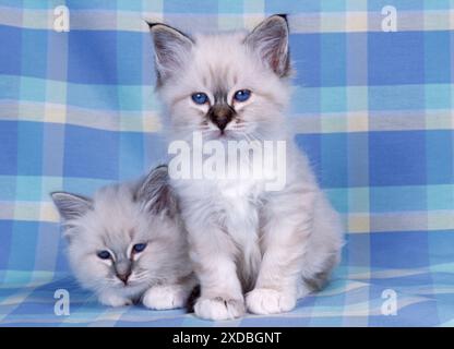 CHATS - Blue Tabby et Seal Tabby Birman chatons Banque D'Images
