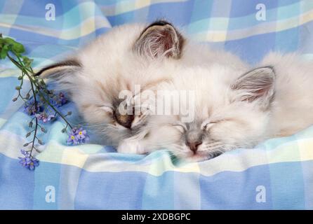 CHATS - Seal Tabby et Blue Tabby Birman chatons Banque D'Images