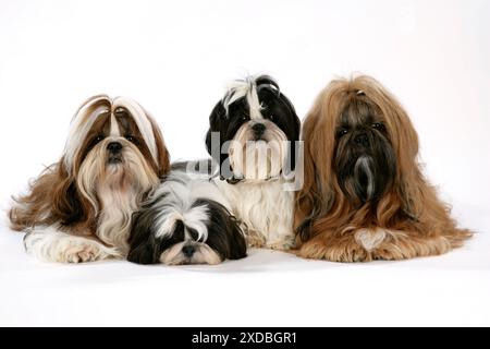 Chien - Shih-tzu - couché ensemble Banque D'Images