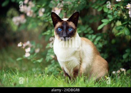 CAT - Seal point Siamese Banque D'Images