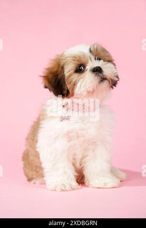 CHIEN - Shih Tzu - chiot de 10 semaines Banque D'Images