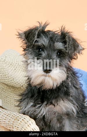 CHIEN. Chiot Schnauzer dans une chaise en osier Banque D'Images