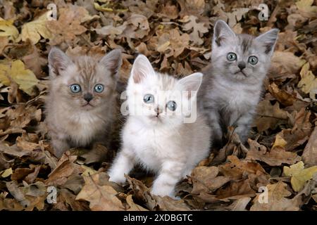 Cat. Asiatique. Brun classique tabby Smoke, chocolat Banque D'Images