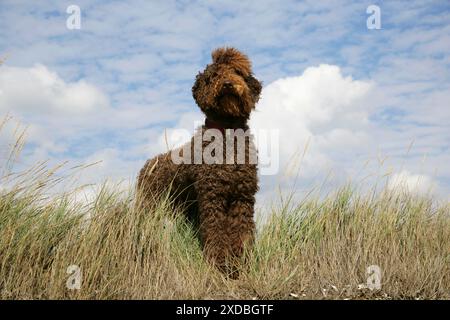 Labradoodle brun debout dans le champ Banque D'Images