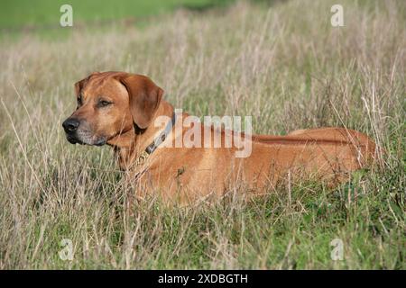 Le Rhodesian Ridgeback dog Banque D'Images