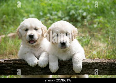 Deux chiots Golden Retriever debout regardant Banque D'Images